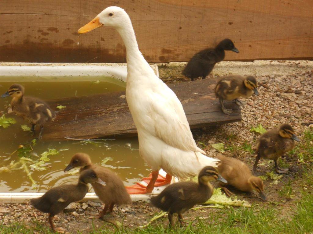 Familienbauernhof Imitz, Ferienwohnung シュピタル・アム・ピュールン エクステリア 写真