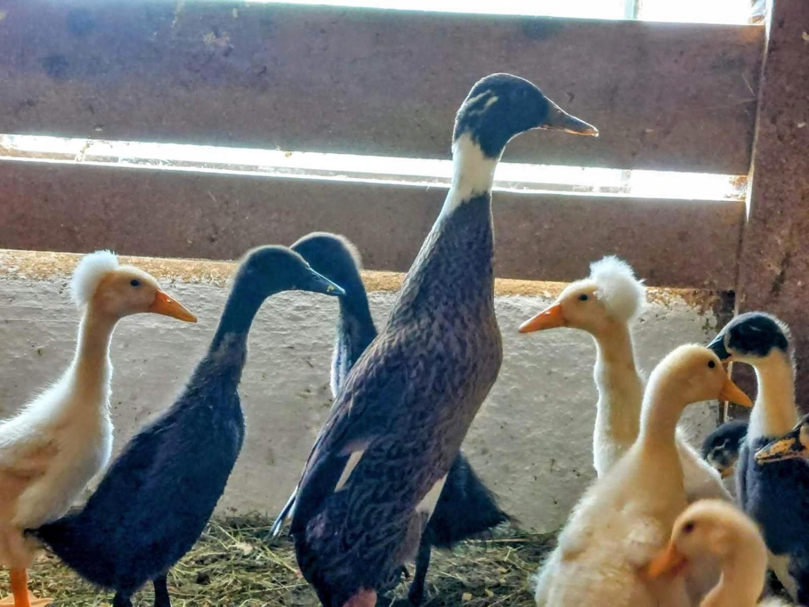 Familienbauernhof Imitz, Ferienwohnung シュピタル・アム・ピュールン エクステリア 写真